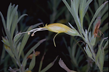 APII jpeg image of Eremophila glabra  © contact APII