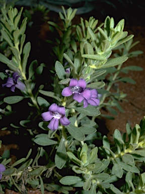 APII jpeg image of Eremophila hygrophana  © contact APII