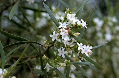 APII jpeg image of Myoporum desertii  © contact APII