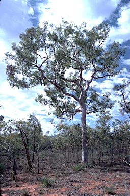 APII jpeg image of Angophora costata  © contact APII