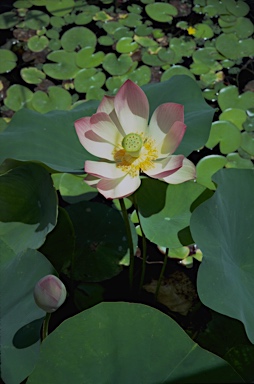 APII jpeg image of Nelumbo nucifera  © contact APII