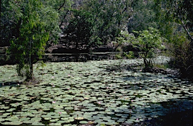 APII jpeg image of Nymphaea gigantea  © contact APII