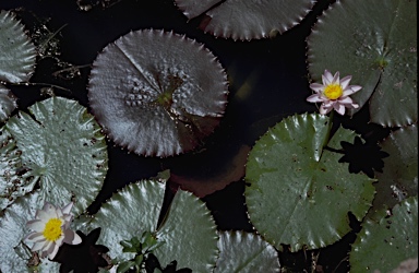 APII jpeg image of Nymphaea violacea  © contact APII