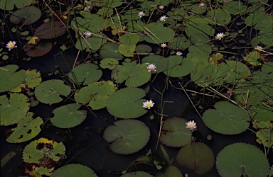 APII jpeg image of Nymphaea violacea  © contact APII