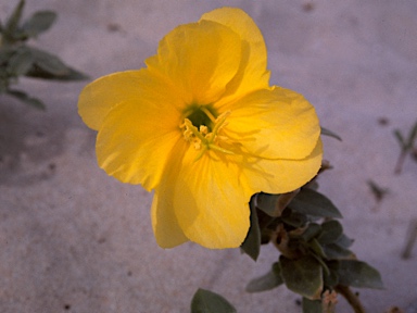 APII jpeg image of Oenothera drummondii  © contact APII