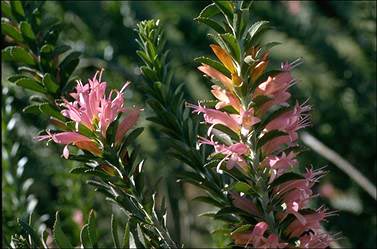 APII jpeg image of Eremophila calorhabdos  © contact APII