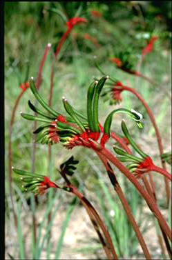 APII jpeg image of Anigozanthos manglesii  © contact APII