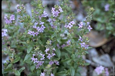 APII jpeg image of Mentha diemenica var. diemenica  © contact APII