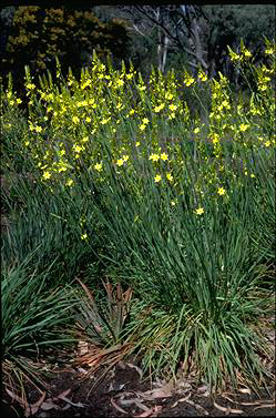 APII jpeg image of Bulbine bulbosa  © contact APII