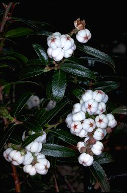 APII jpeg image of Gaultheria hispida  © contact APII