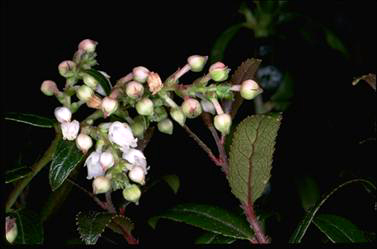 APII jpeg image of Gaultheria hispida  © contact APII