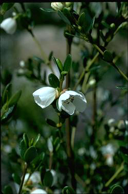 APII jpeg image of Eucryphia milliganii  © contact APII