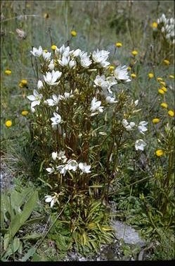 APII jpeg image of Chionogentias muelleriana subsp. jingerensis  © contact APII