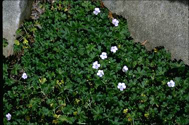 APII jpeg image of Geranium solanderi  © contact APII