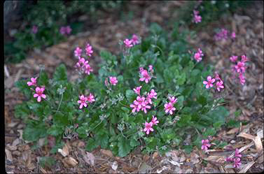 APII jpeg image of Pelargonium rodneyanum  © contact APII