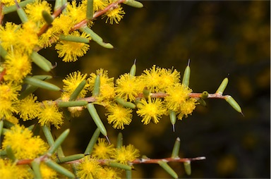 APII jpeg image of Acacia nyssophylla  © contact APII