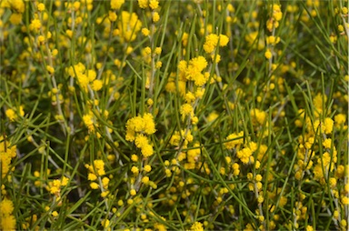 APII jpeg image of Acacia eremophila  © contact APII