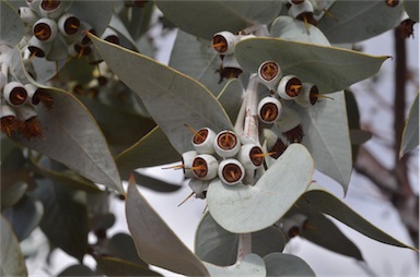 APII jpeg image of Eucalyptus wyolensis  © contact APII