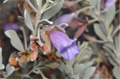 APII jpeg image of Eremophila compacta subsp. compacta  © contact APII