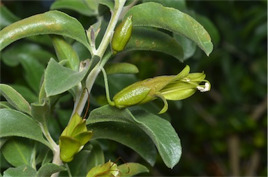 APII jpeg image of Eremophila serrulata  © contact APII