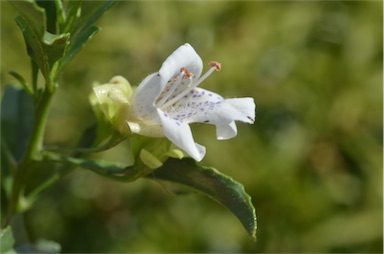 APII jpeg image of Eremophila crenulata  © contact APII