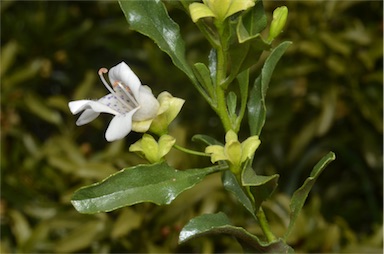 APII jpeg image of Eremophila crenulata  © contact APII