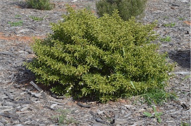 APII jpeg image of Eremophila crenulata  © contact APII