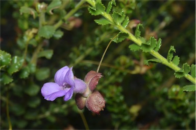 APII jpeg image of Eremophila flabellata  © contact APII