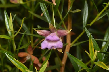 APII jpeg image of Eremophila clarkei  © contact APII