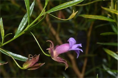 APII jpeg image of Eremophila clarkei  © contact APII