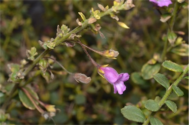 APII jpeg image of Eremophila enata  © contact APII