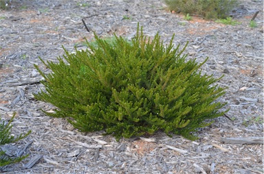 APII jpeg image of Eremophila scaberula  © contact APII