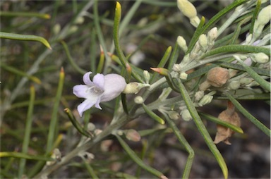 APII jpeg image of Eremophila arachnoides subsp. tenera  © contact APII