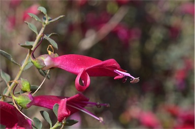 APII jpeg image of Eremophila maculata subsp. brevifolia  © contact APII