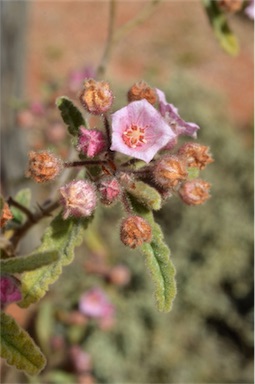 APII jpeg image of Commersonia magniflora  © contact APII