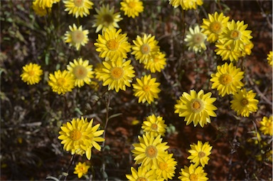 APII jpeg image of Rhodanthe polygalifolia  © contact APII