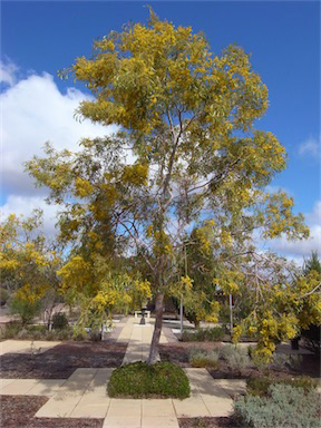 APII jpeg image of Acacia pycnantha  © contact APII