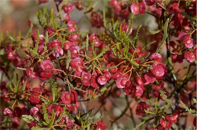 APII jpeg image of Dodonaea lobulata  © contact APII