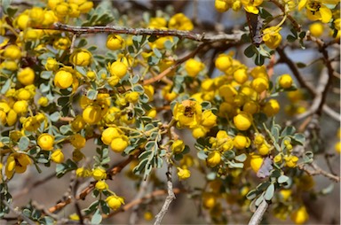 APII jpeg image of Senna cardiosperma subsp. gawlerensis  © contact APII