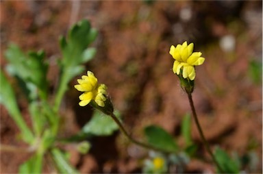 APII jpeg image of Goodenia pusilliflora  © contact APII