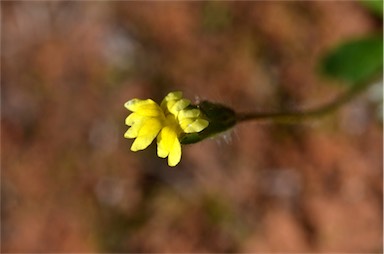 APII jpeg image of Goodenia pusilliflora  © contact APII