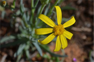 APII jpeg image of Senecio gregorii  © contact APII