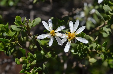 APII jpeg image of Olearia muelleri  © contact APII