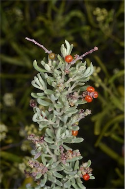 APII jpeg image of Rhagodia crassifolia  © contact APII