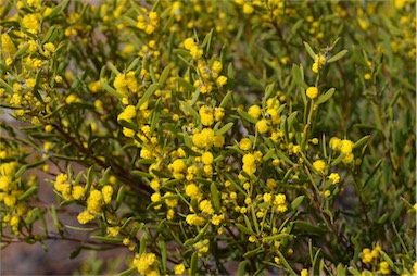 APII jpeg image of Acacia farinosa  © contact APII