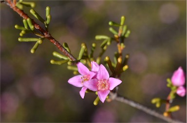 APII jpeg image of Boronia inornata subsp. leptophylla  © contact APII