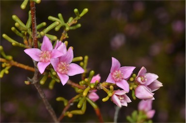 APII jpeg image of Boronia inornata subsp. leptophylla  © contact APII