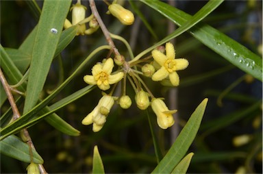 APII jpeg image of Pittosporum angustifolium  © contact APII