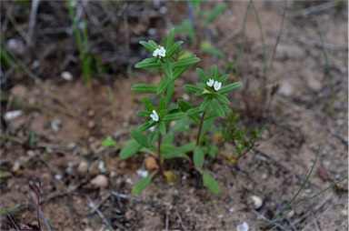 APII jpeg image of Buglossoides arvensis  © contact APII