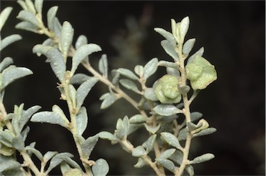 APII jpeg image of Atriplex vesicaria subsp. appendiculata  © contact APII